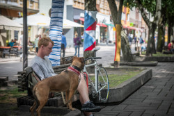 Laisvės alėja pasipuošė prieš Parolimpines -6